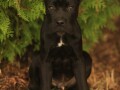 cane-corso-small-1