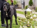 cane-corso-small-4