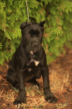 cane-corso-big-2