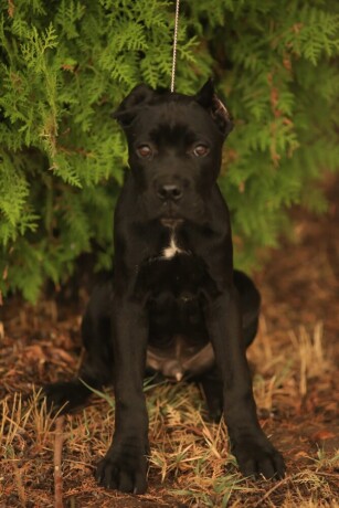 cane-corso-big-1