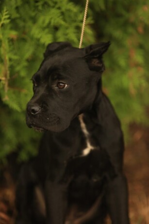 cane-corso-big-0