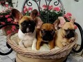 francuski-buldog-stencinosioci-lilac-gena-small-4