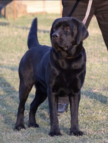 labrador-retriver-stenci-big-4