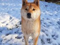 shiba-inu-stenci-small-4