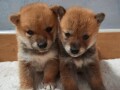 shiba-inu-stenci-small-1