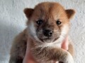 shiba-inu-stenci-small-2