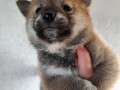 shiba-inu-stenci-small-3