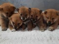 shiba-inu-stenci-small-0