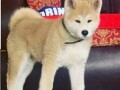 japanska-akita-inu-small-3