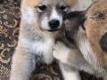 japanska-akita-inu-small-0