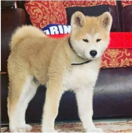 japanska-akita-inu-big-3