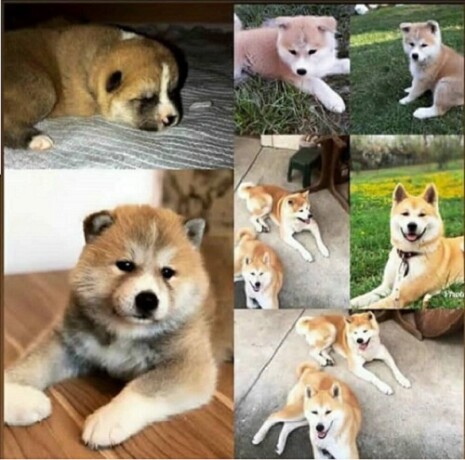 japanska-akita-inu-big-4