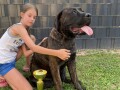 juznoafricki-mastif-boerboel-small-4