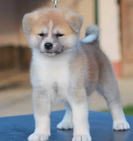 akita-inu-big-0