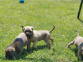 cane-corso-sivi-i-formentino-small-1