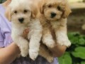 malti-poo-small-0