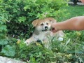 japanska-akita-inu-small-3