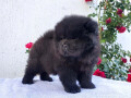 chow-chow-musko-stene-crne-boje-small-0