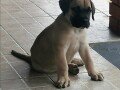 presa-canario-stenci-small-0