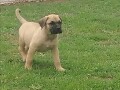 presa-canario-stenci-small-2