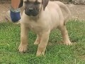 presa-canario-stenci-small-3