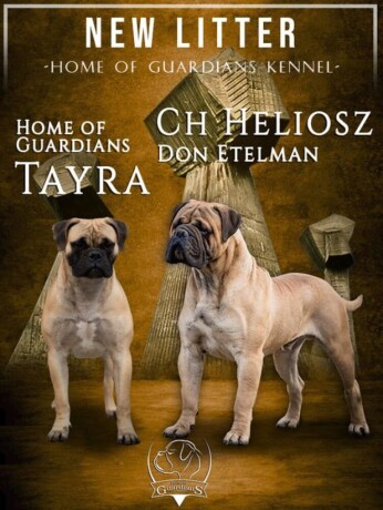 odgajivacnica-bullmastiff-a-home-of-guardians-big-0