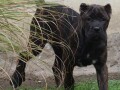 cane-corso-stenci-small-1