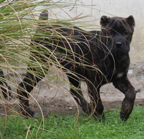 cane-corso-stenci-big-0