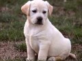 labrador-retriver-stenci-small-2