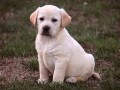 labrador-retriver-stenci-small-1