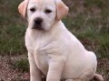 labrador-retriver-stenci-small-3