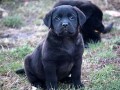 labrador-retriver-stenci-small-0