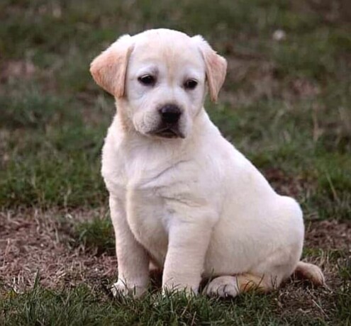 labrador-retriver-stenci-big-2