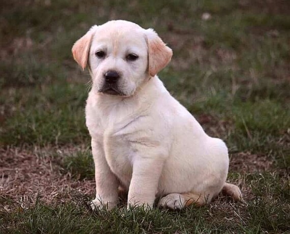 labrador-retriver-stenci-big-1