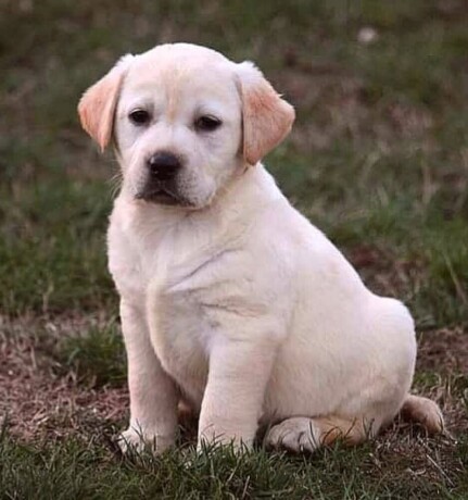 labrador-retriver-stenci-big-3