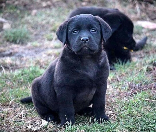 labrador-retriver-stenci-big-0