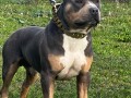 americki-pitbull-terijer-parenje-small-2