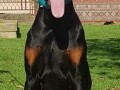 zenka-dobermana-small-0