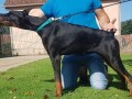 zenka-dobermana-small-1