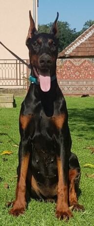 zenka-dobermana-big-0