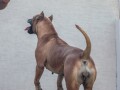 presa-canario-small-4