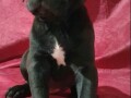 cane-corso-stenci-small-1