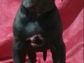 cane-corso-stenci-small-3