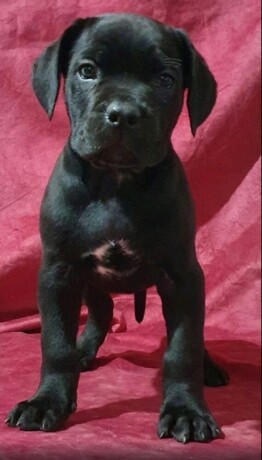 cane-corso-stenci-big-3