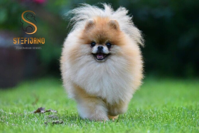 pomeranac-pomeranci-big-4