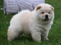 cau-cau-chow-chow-small-2