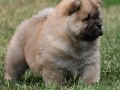 chow-chow-cau-cau-stenci-small-2