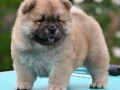 chow-chow-cau-cau-stenci-small-1