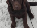 labrador-retriver-zenke-small-4