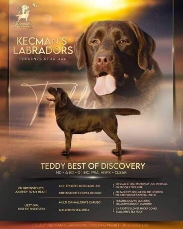 labrador-retriver-zenke-big-0